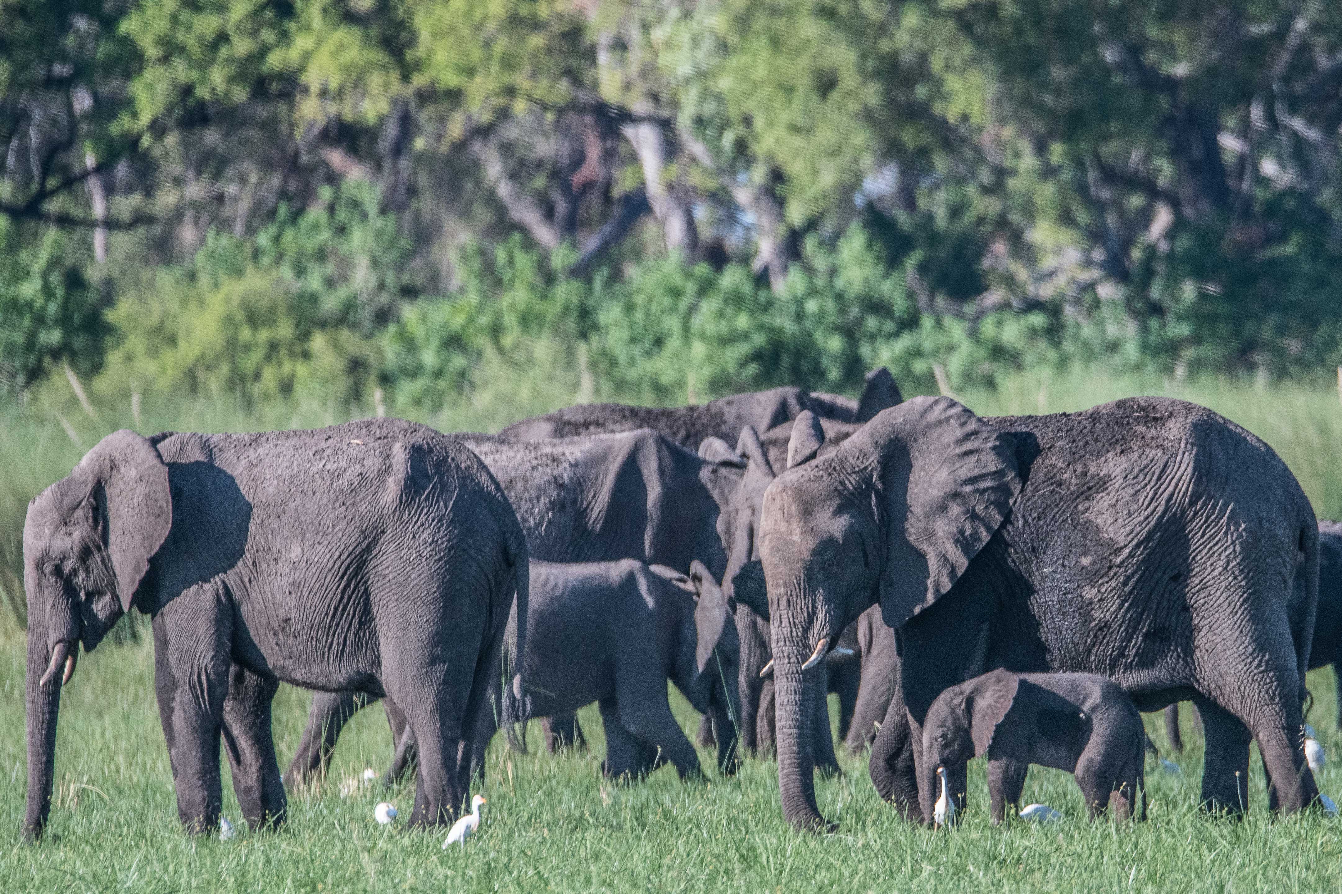 Eléphants de savane Africains (African bush elephants, Loxodonta africana), femelles adultes et leurs juvéniles paissant, entourés de Hérons garde-boeufs (Cattle egret, Bubulcus ibis), Shinde concession, Delta de l'Okavango, Botswana.